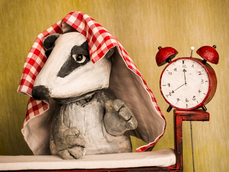 Der Dachs hat heute schlechte Laune